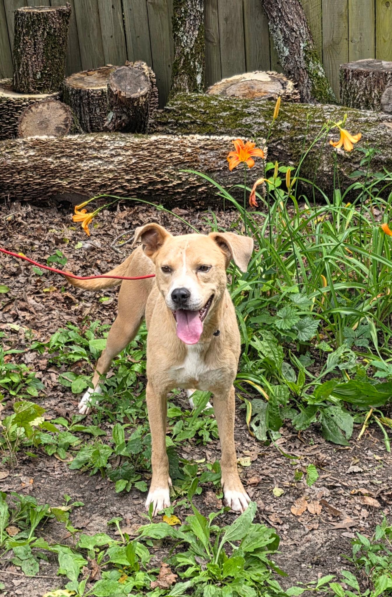 Enlarge Humphrey, a Adoptable American Staffordshire Terrier in bauxite, AR image 6/6