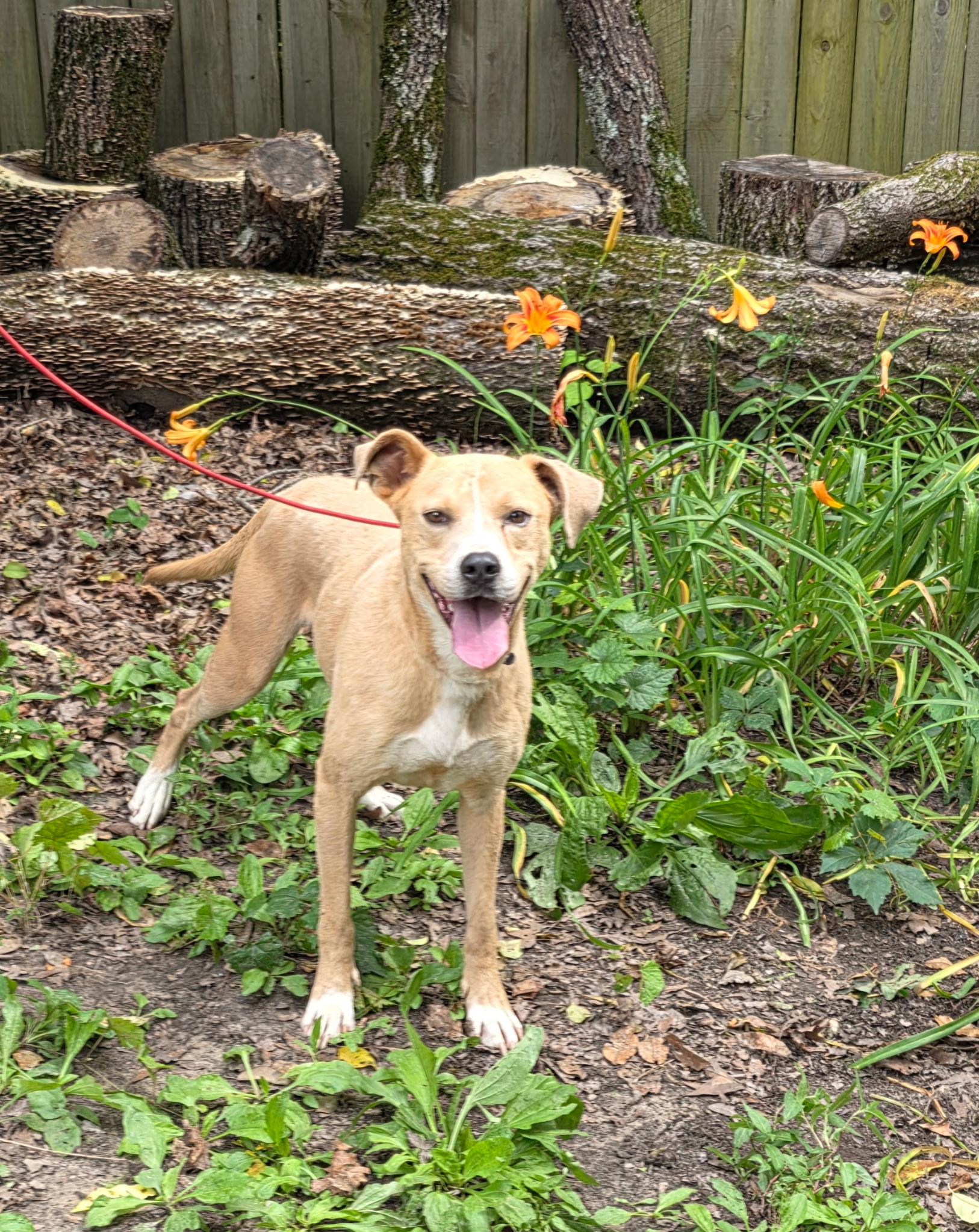 Humphrey, Adoptable, Adult Male American Staffordshire Terrier.