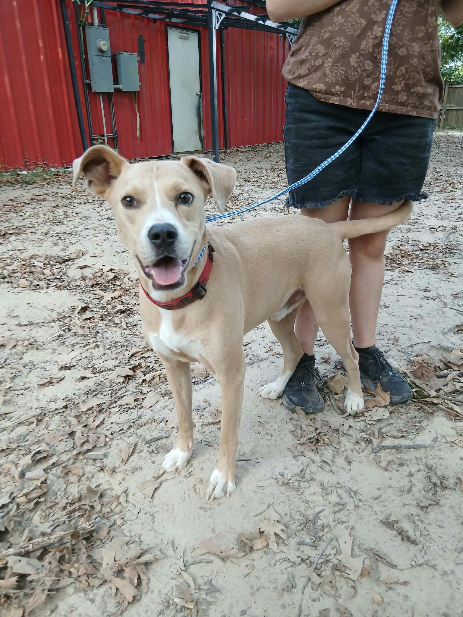 Enlarge Humphrey, a Adoptable American Staffordshire Terrier in bauxite, AR image 2/3