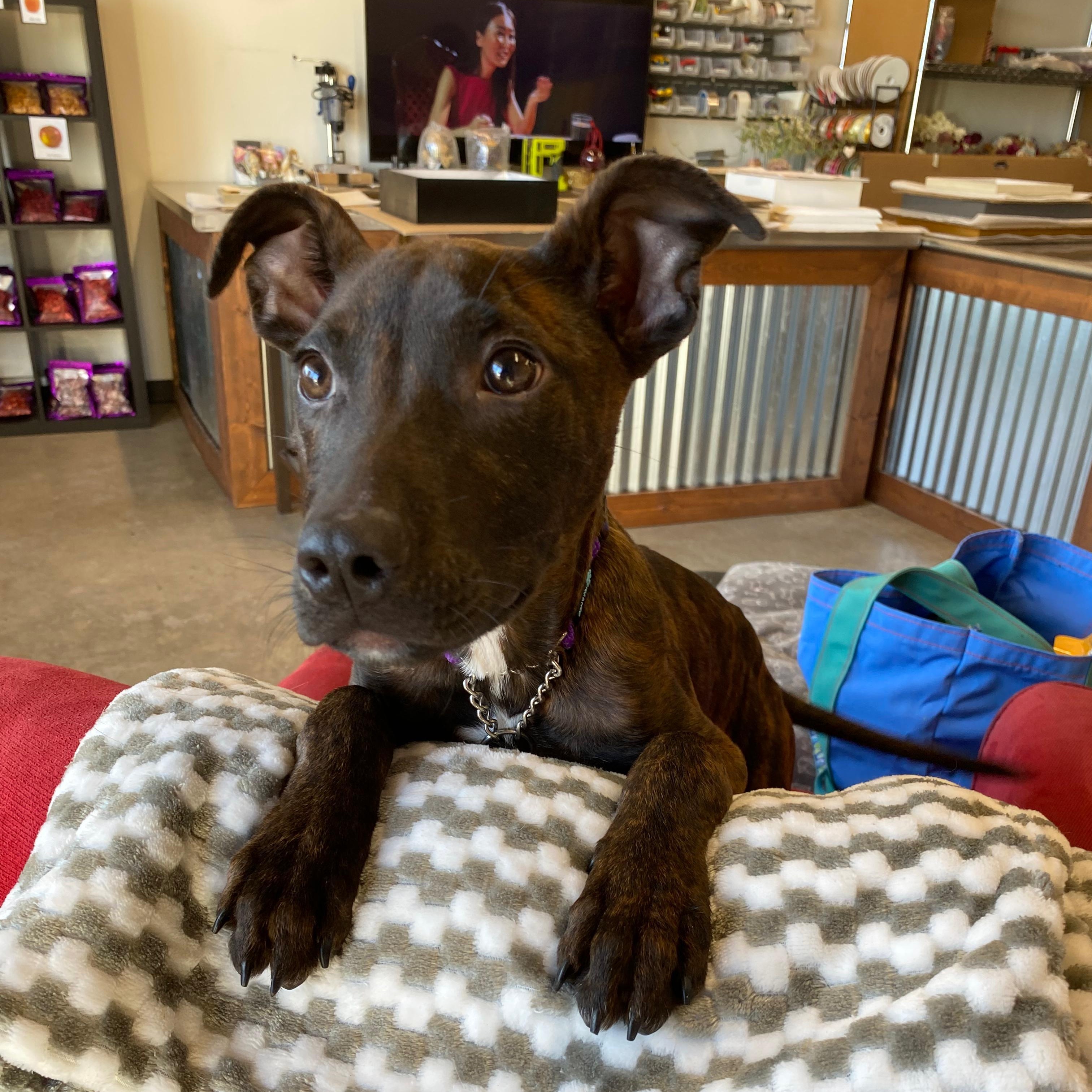 Arlo, a Adoptable mixed breed in Midland, MI image 2/6