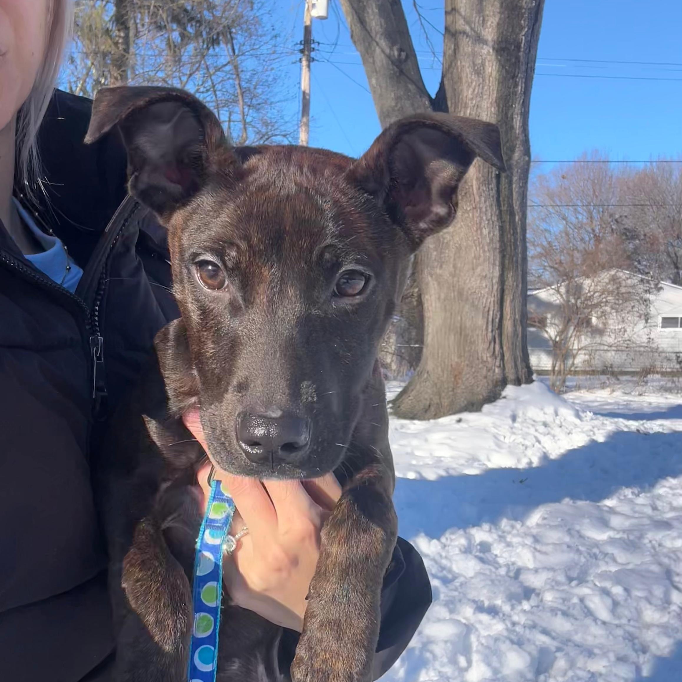 Arlo, a Adoptable mixed breed in Midland, MI image 1/6