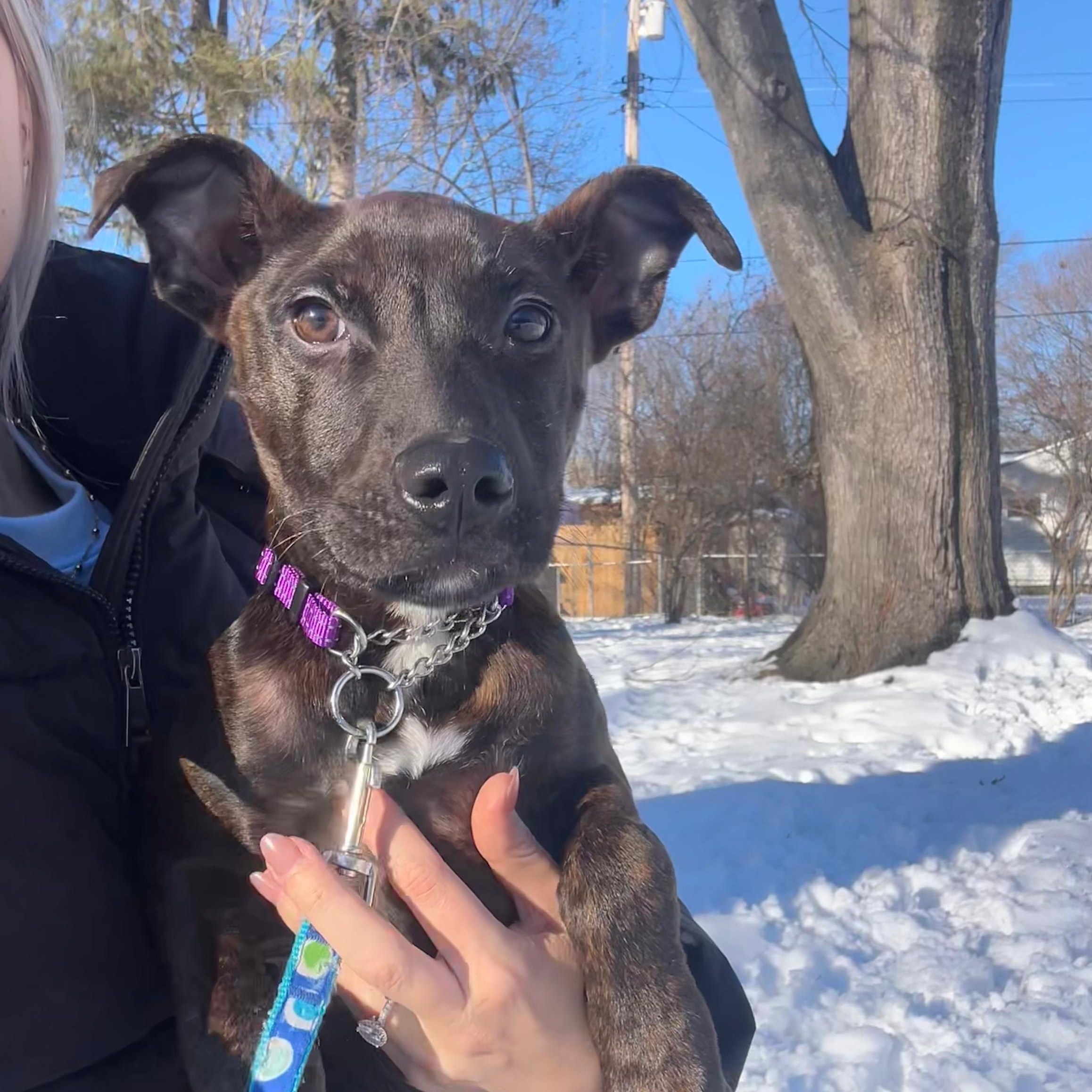 Arlo, a Adoptable mixed breed in Midland, MI image 4/6