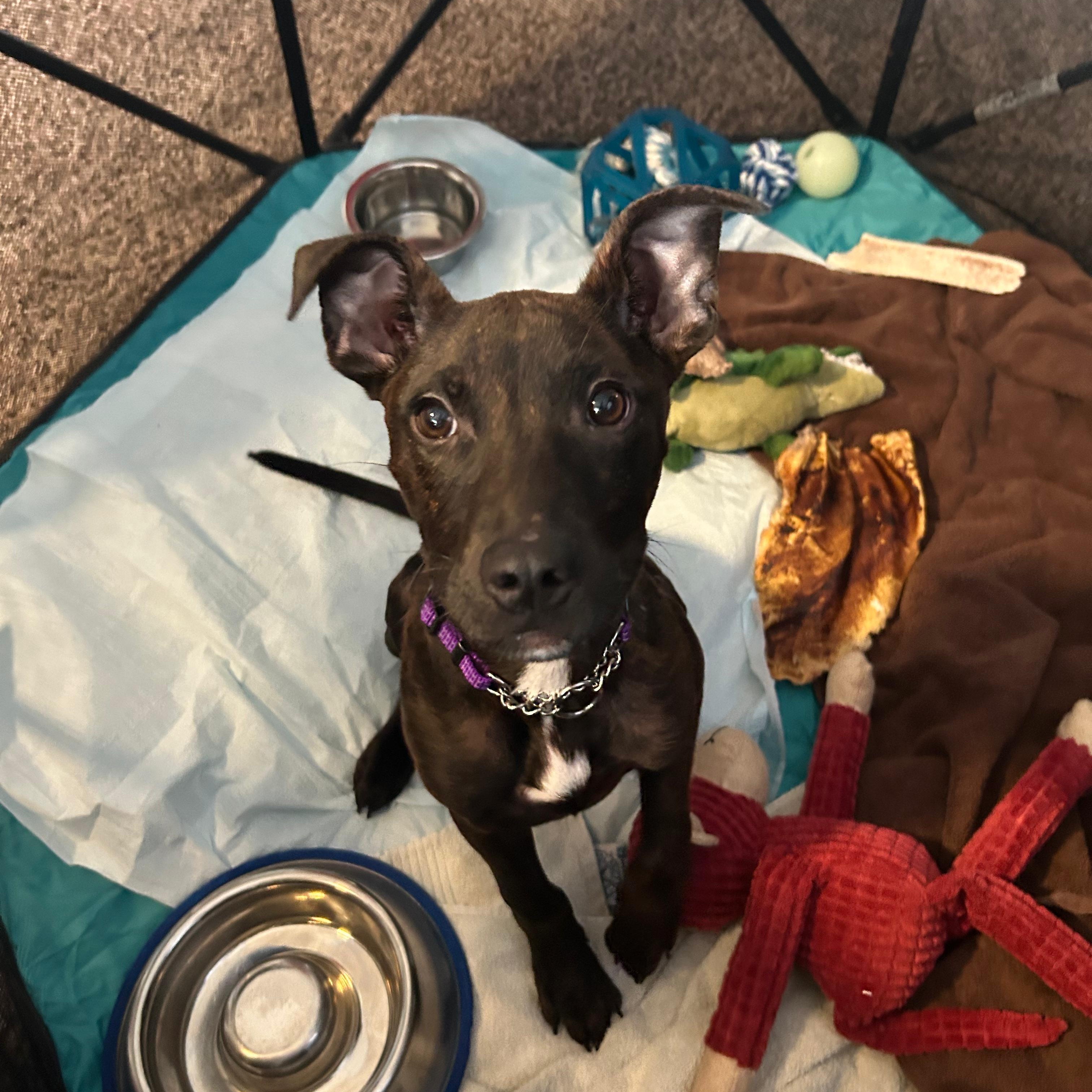 Arlo, a Adoptable mixed breed in Midland, MI image 3/6