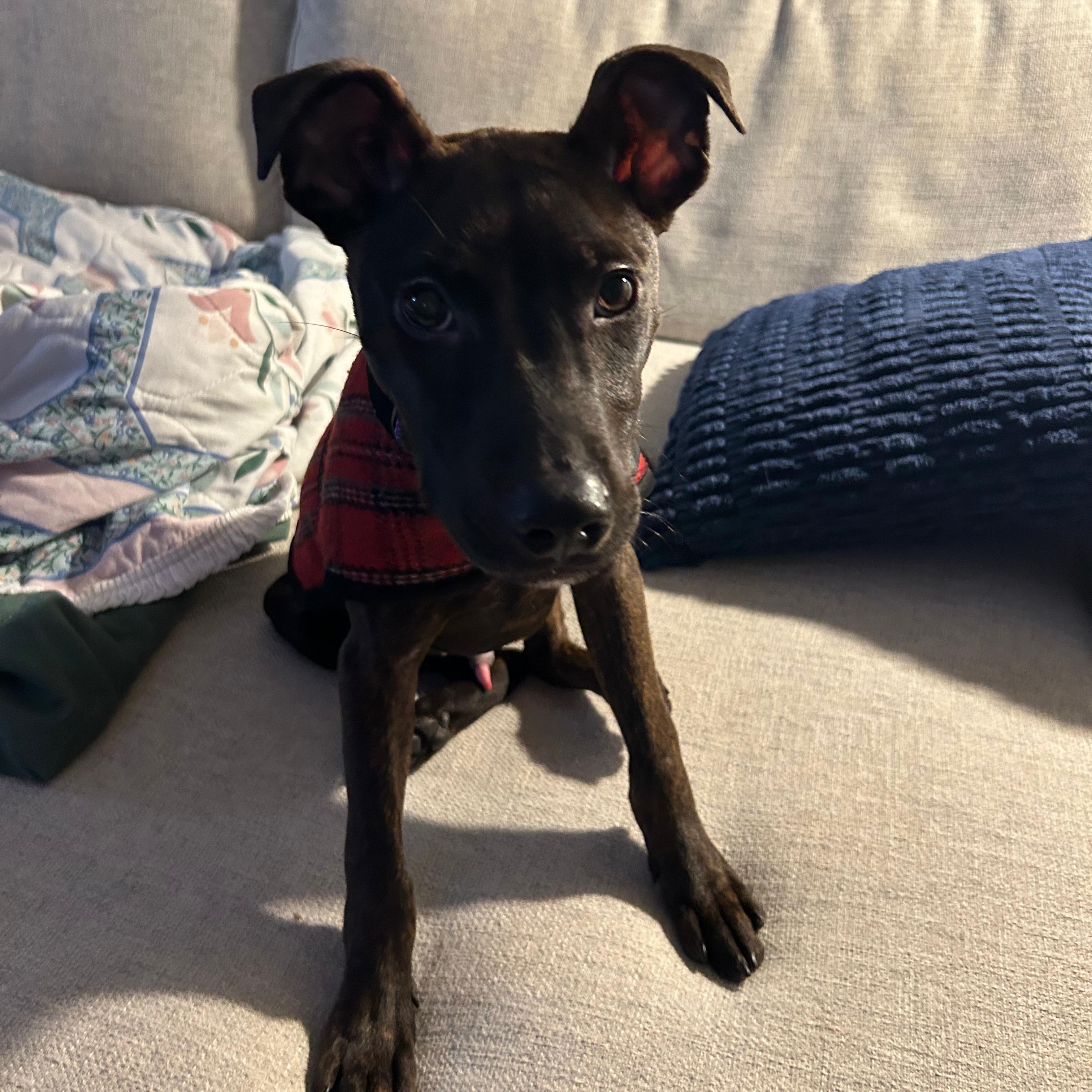 Arlo, a Adoptable mixed breed in Midland, MI image 6/6