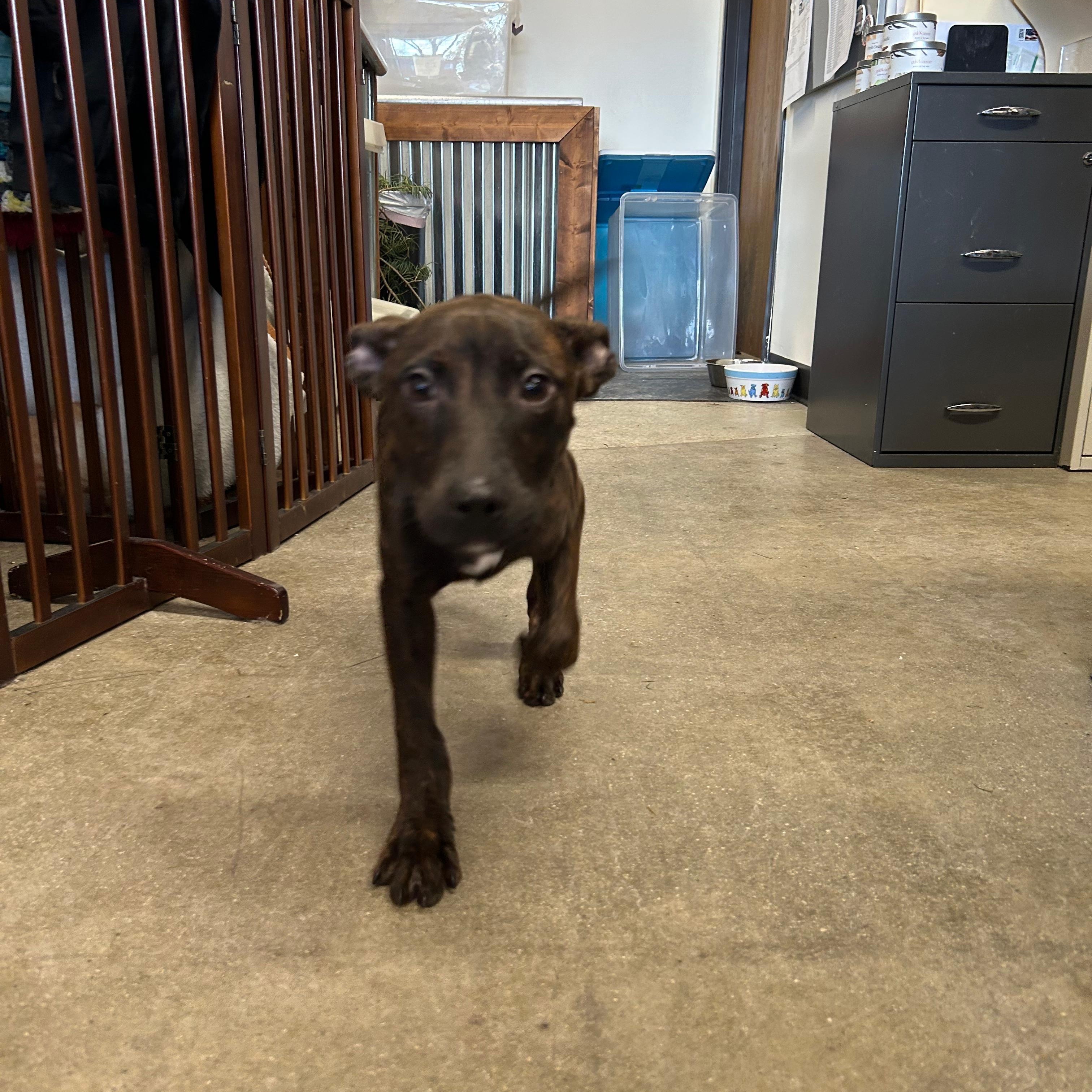 Arlo, a Adoptable mixed breed in Midland, MI image 5/6