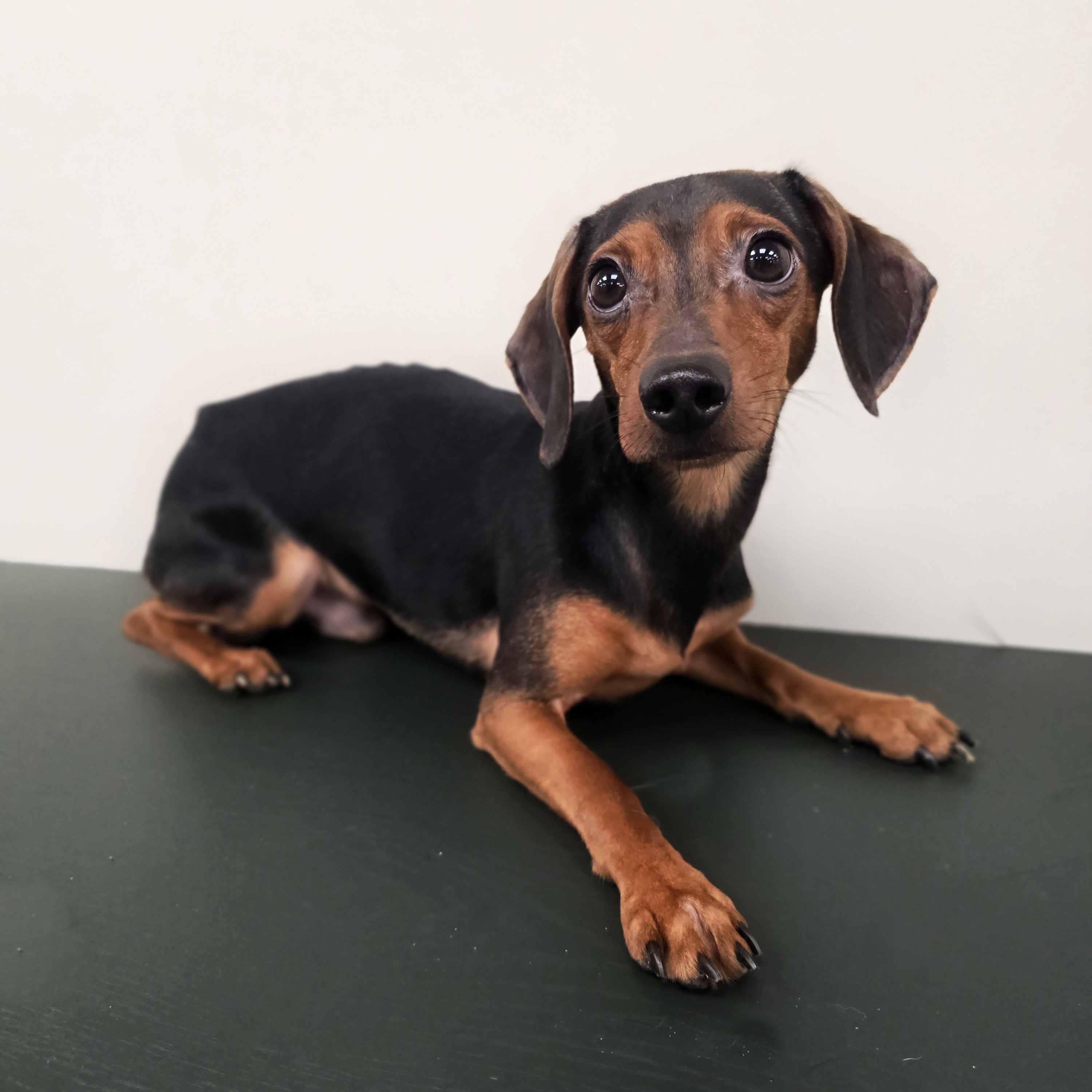 Slinky, adopted, Adult Male Dachshund & Chihuahua.