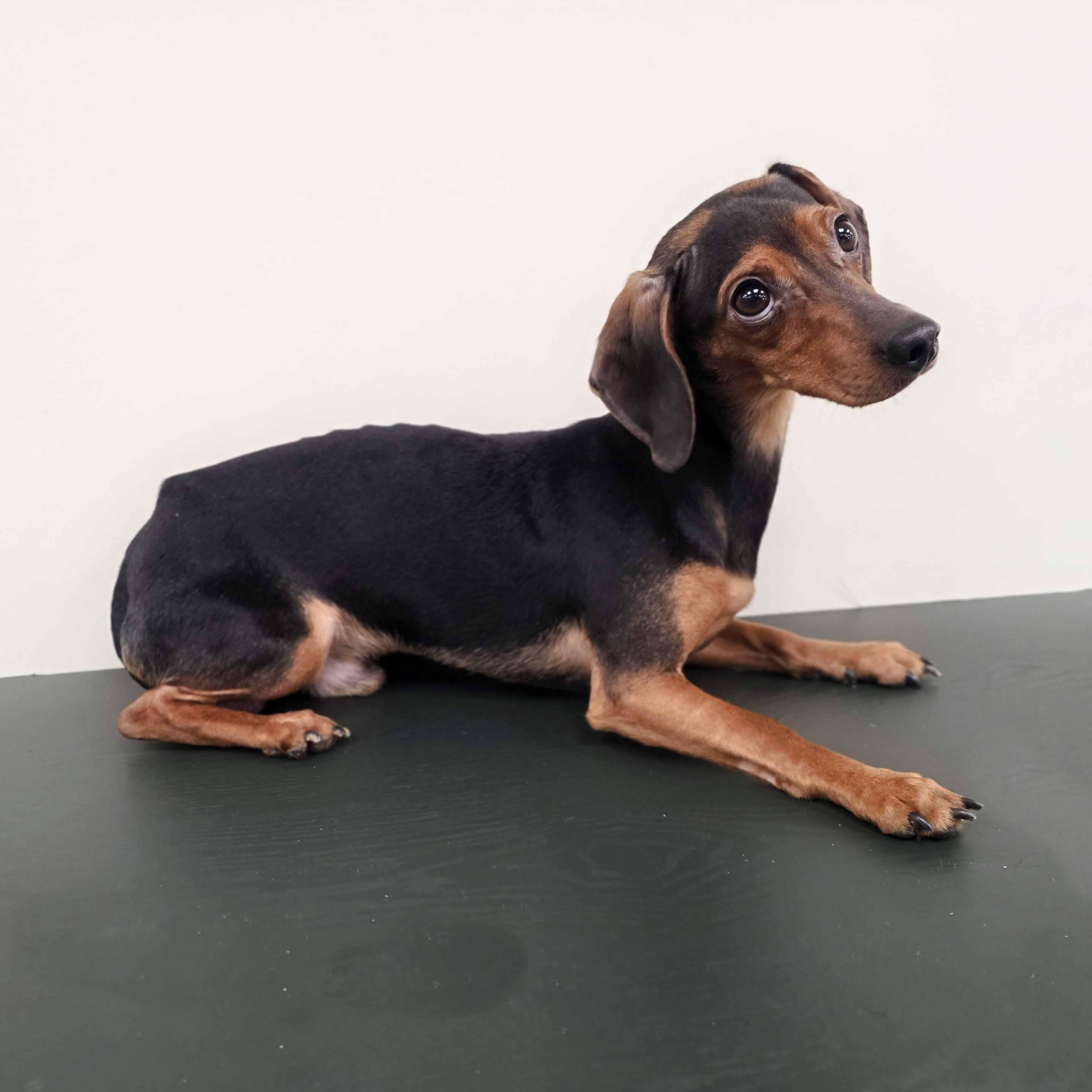 Enlarge Slinky, an adopted mixed breed in Itasca, IL image 3/4