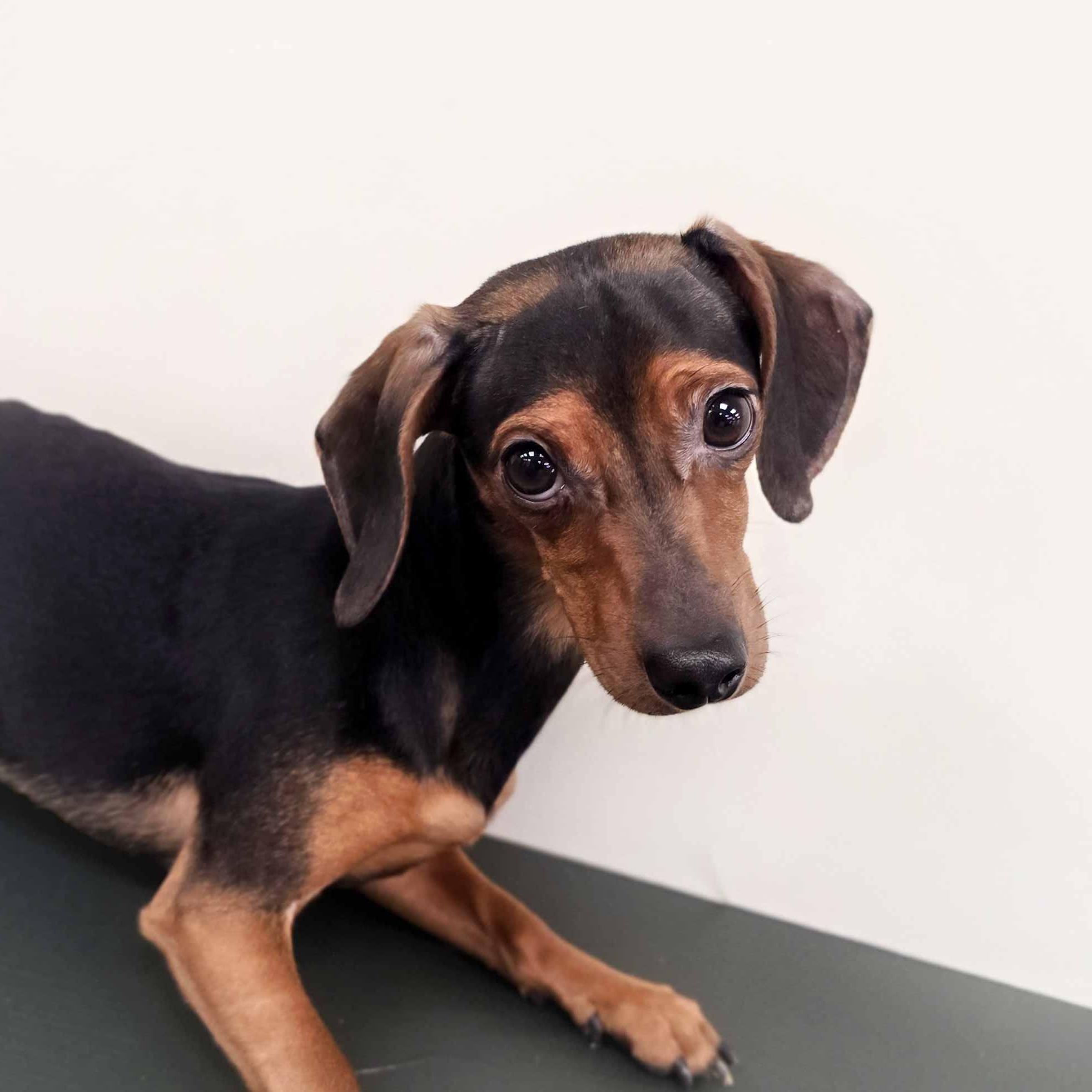 Enlarge Slinky, an adopted mixed breed in Itasca, IL image 2/4