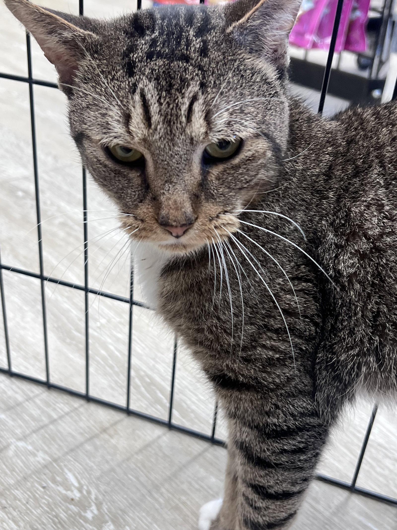 Prince, Adoptable, Adult Male Domestic Short Hair.
