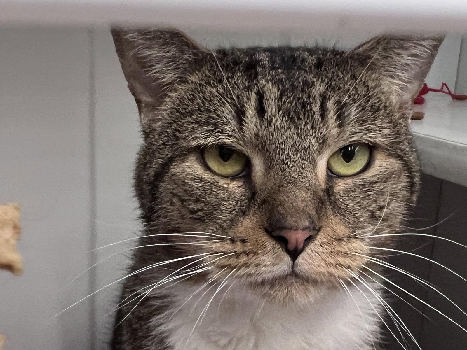 Enlarge Prince, a Adoptable Domestic Short Hair in Spring Lake, NJ image 2/3