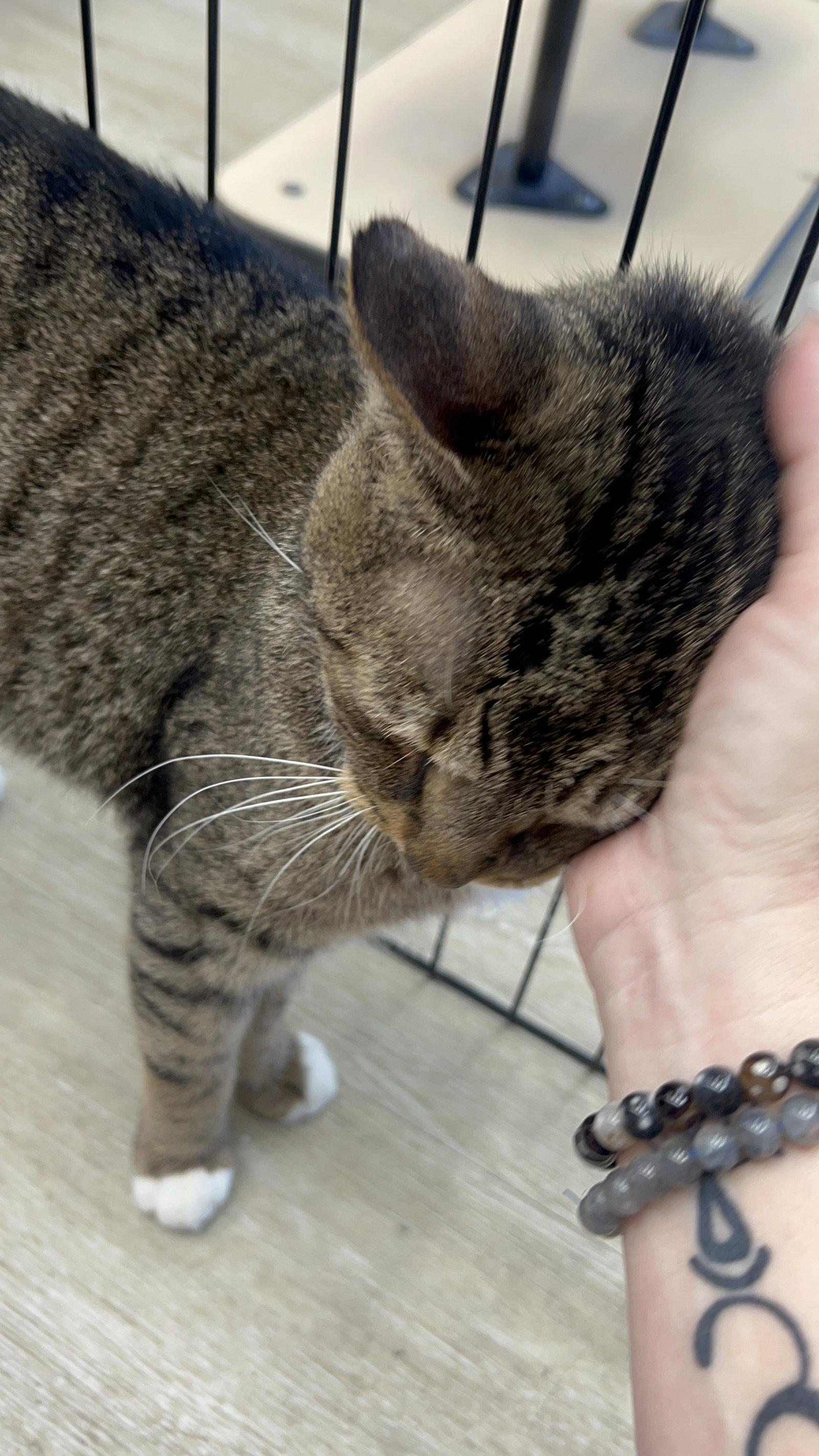 Enlarge Prince, a Adoptable Domestic Short Hair in Spring Lake, NJ image 3/3