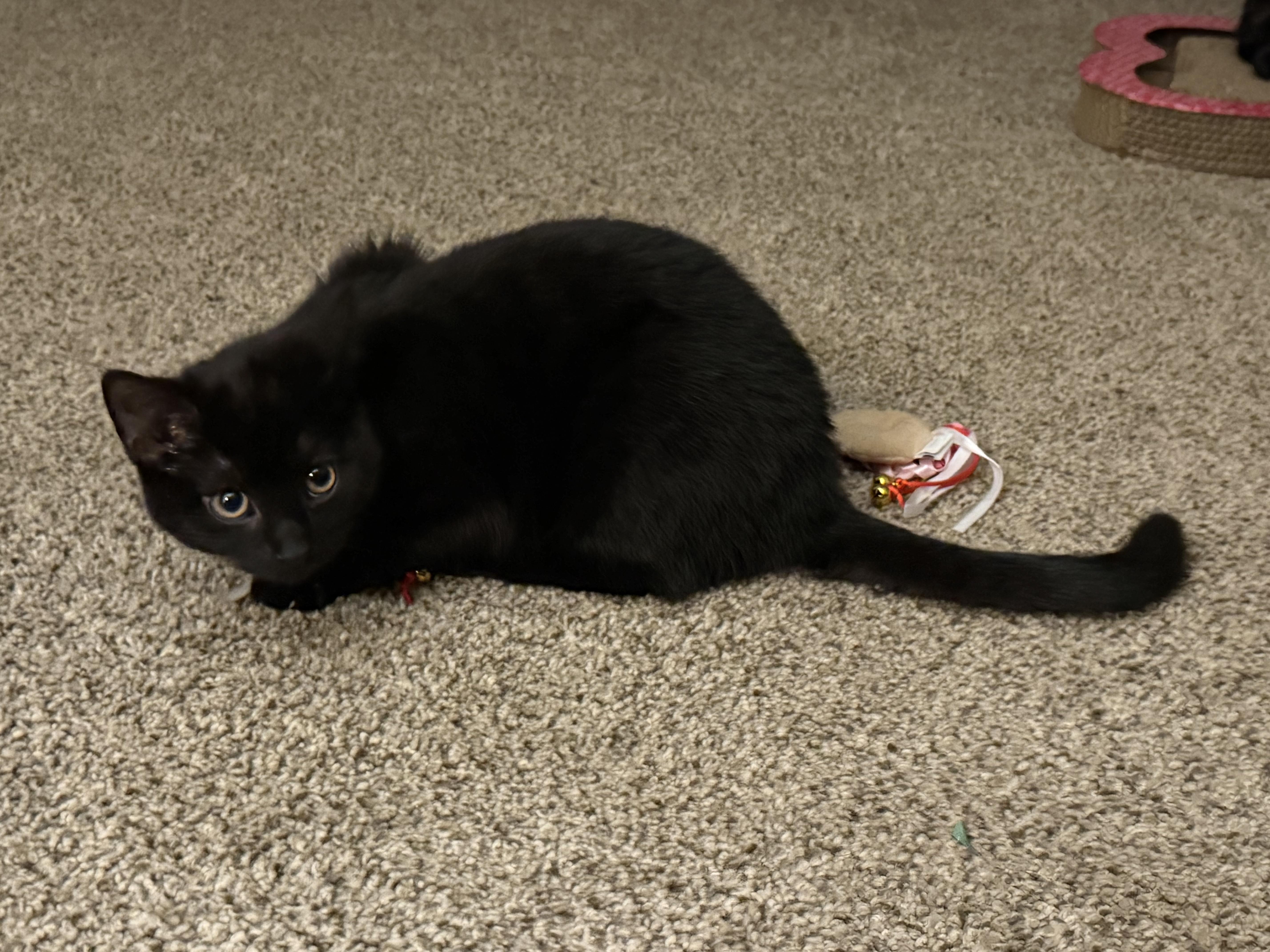 Enlarge Nova, a Adopted Domestic Short Hair in Bethel Park, PA image 1/4