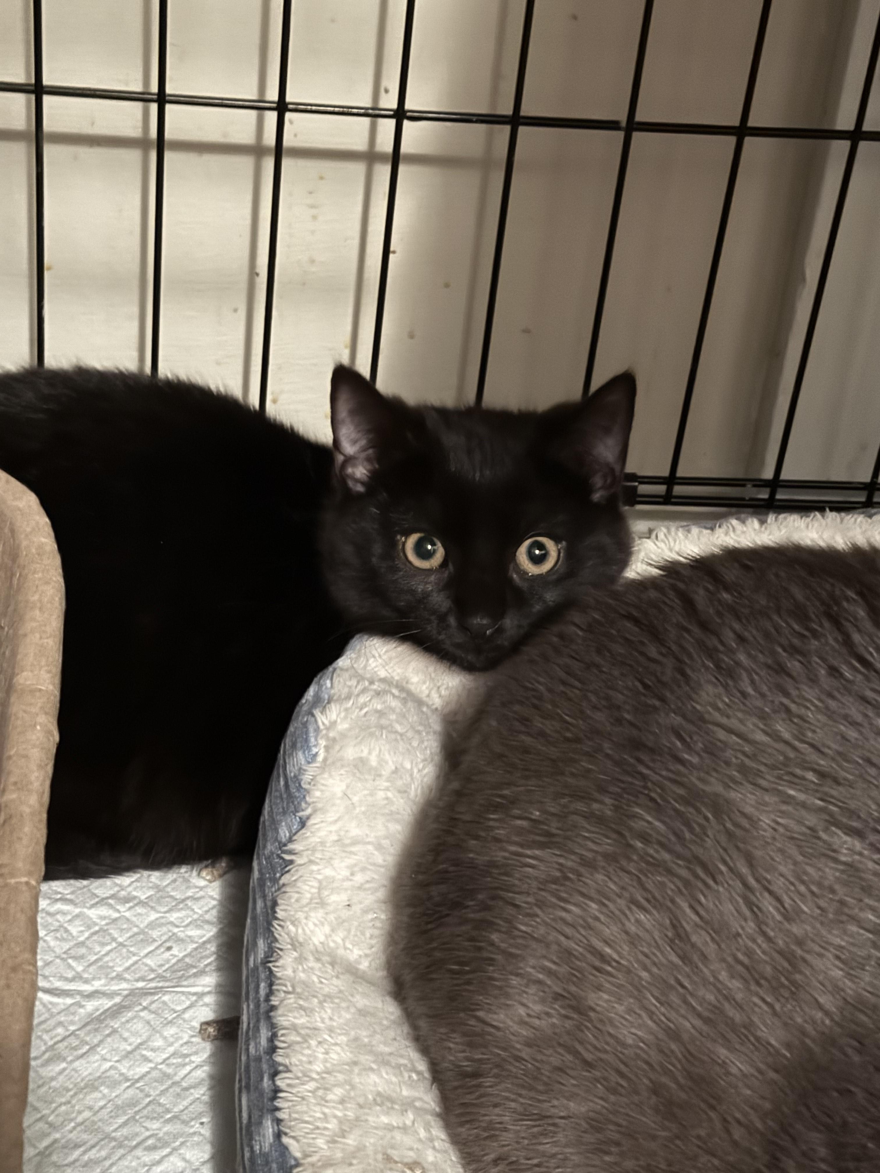 Enlarge Nova, a Adopted Domestic Short Hair in Bethel Park, PA image 3/4