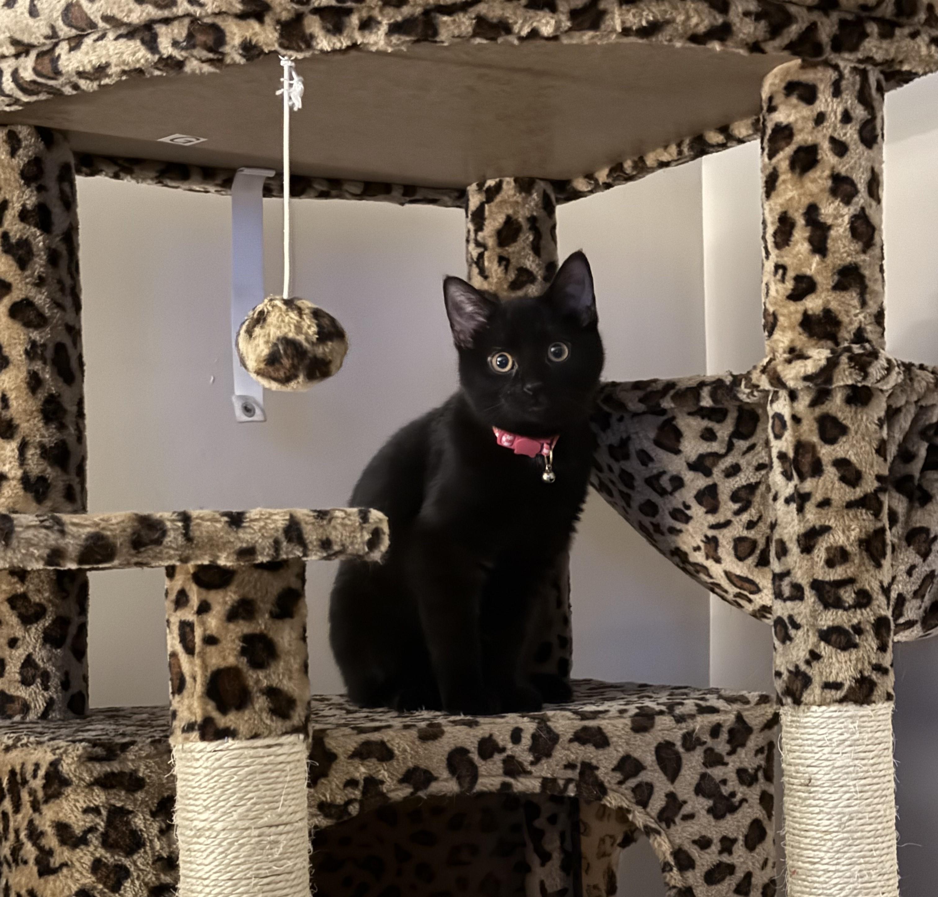 Enlarge Nova, a Adopted Domestic Short Hair in Bethel Park, PA image 4/4