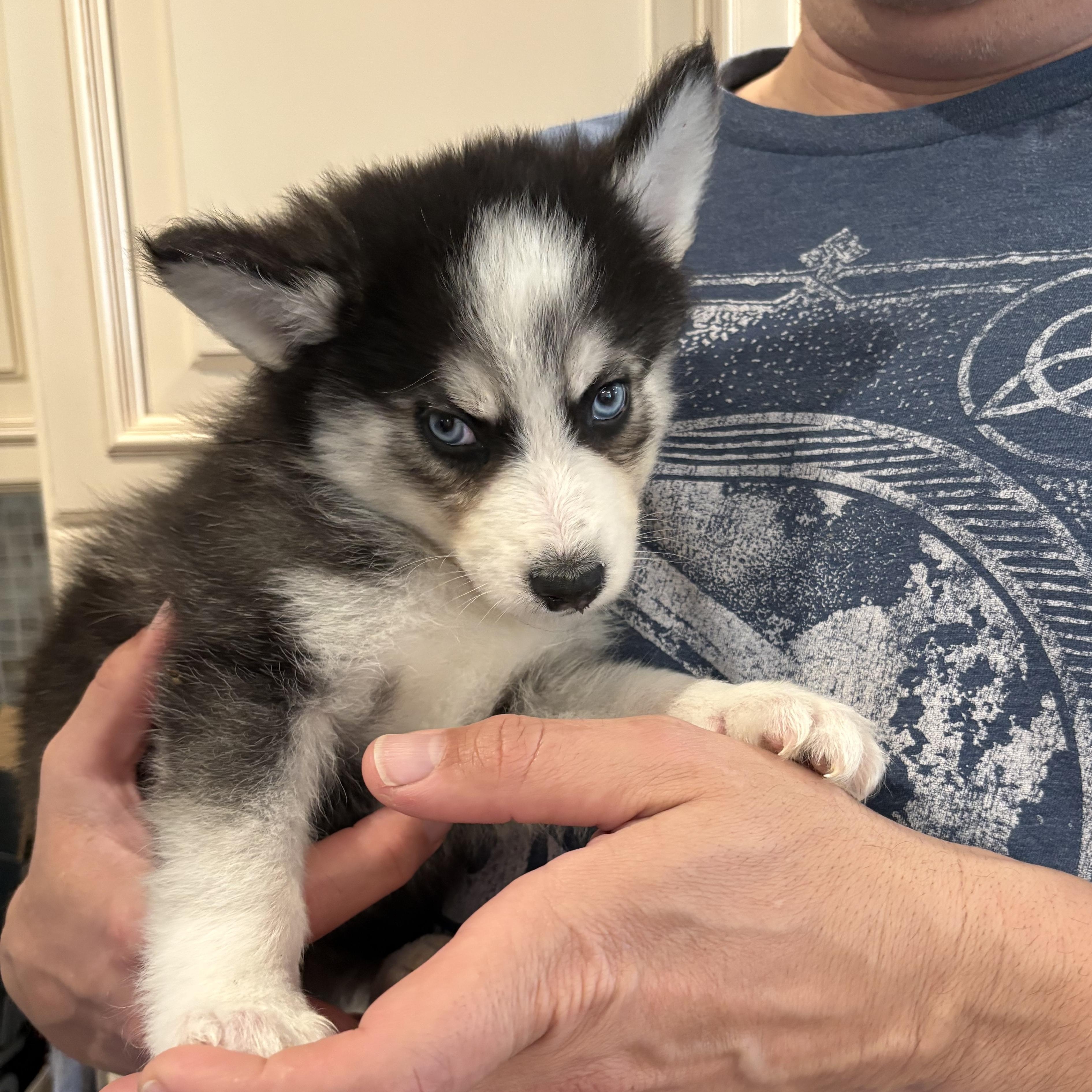 Enlarge Licorice , an adopted Pomsky in Wayne , NJ image 3/3