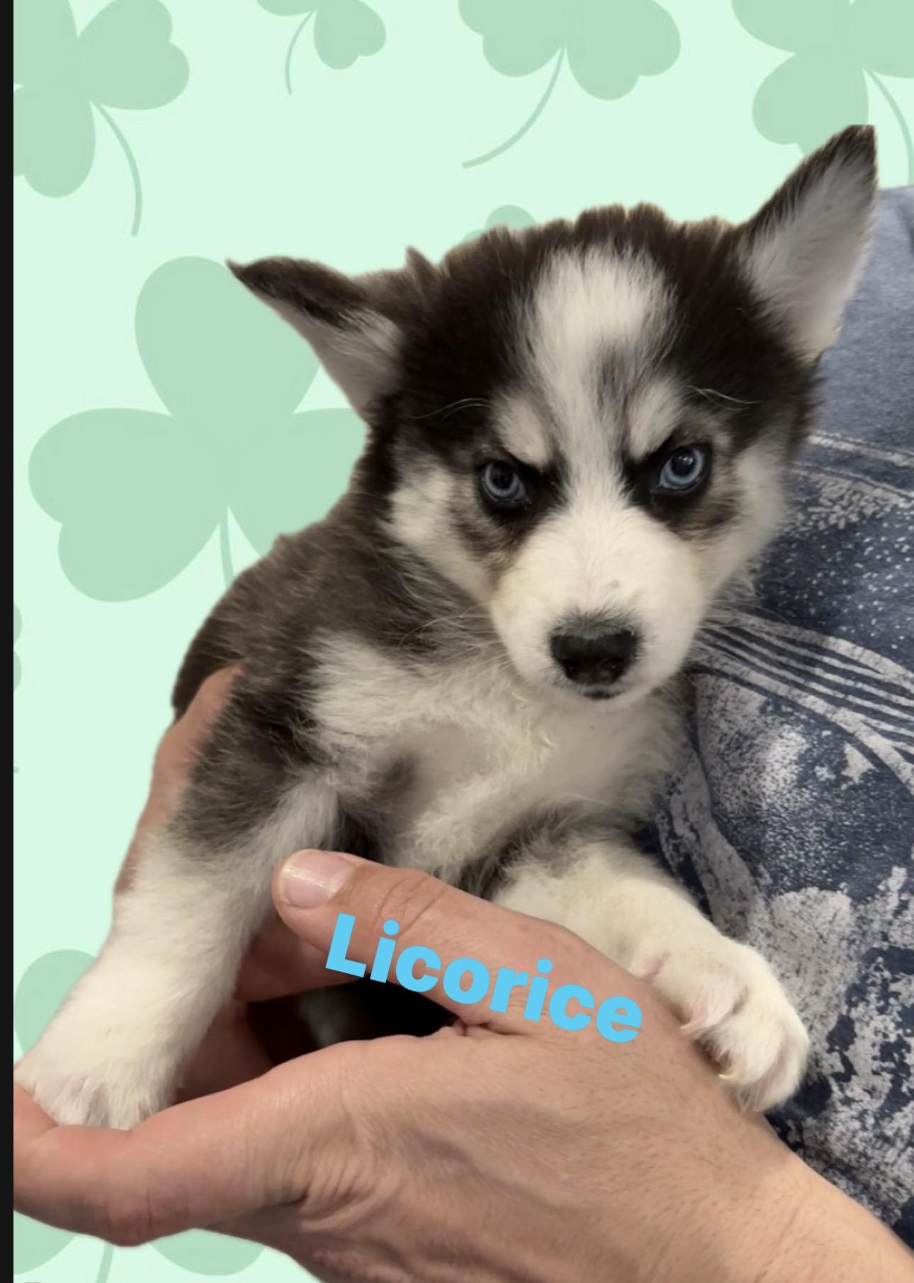 Enlarge Licorice , an adopted Pomsky in Wayne , NJ image 2/3