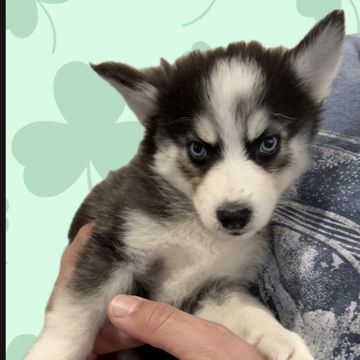Licorice , ADOPTABLE, Puppy Male Pomsky.