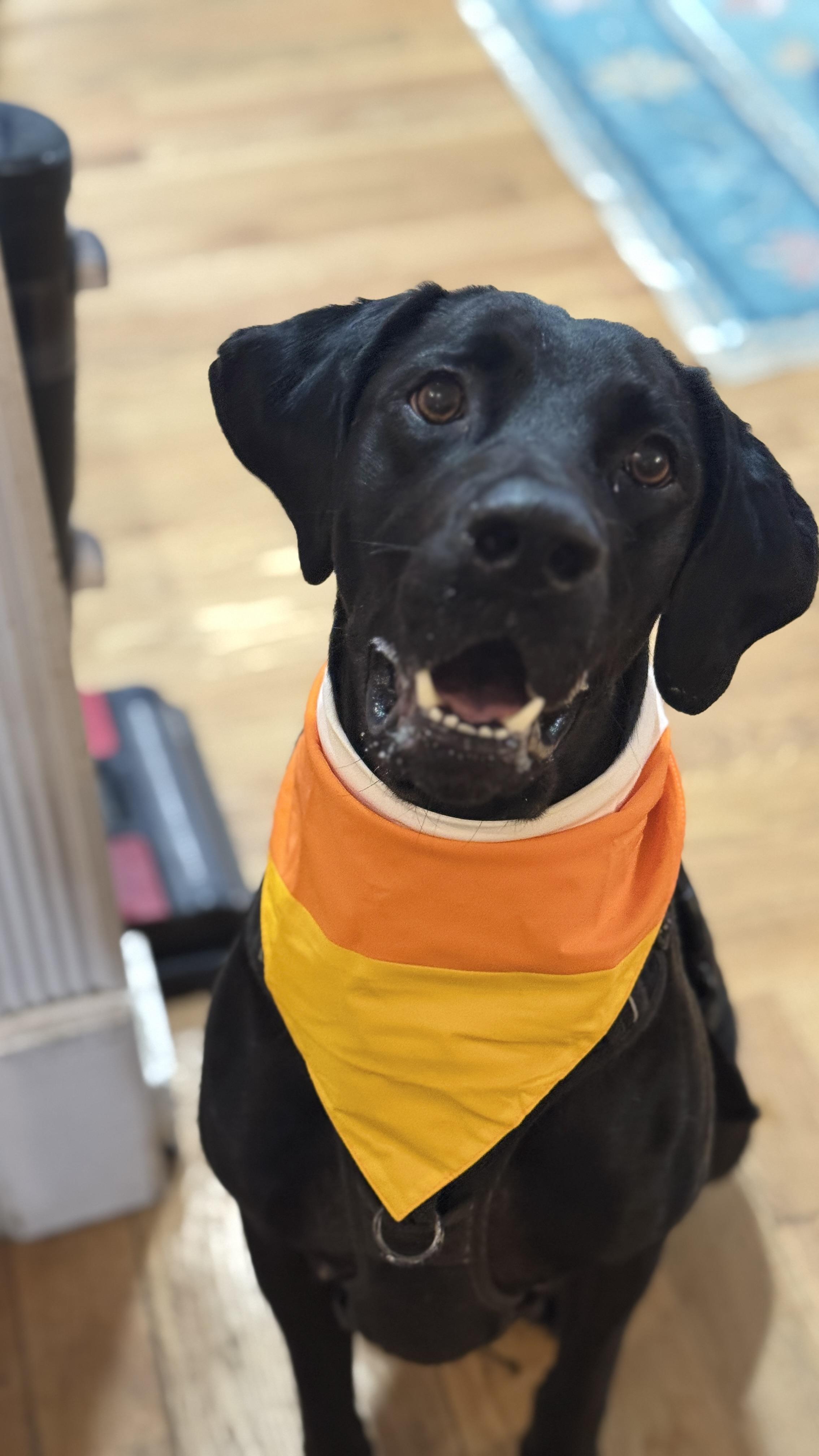 Mr Birdie, Adoptable, Adult Male Black Labrador Retriever & Mixed Breed.