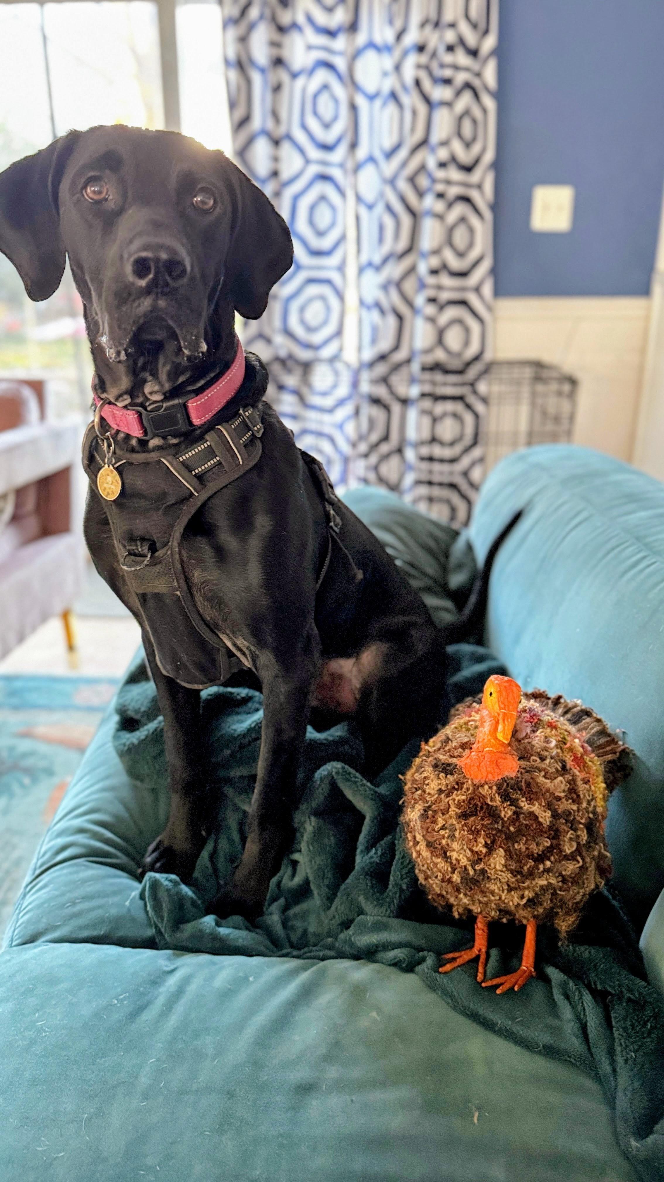 Mr Birdie thumbnail 4