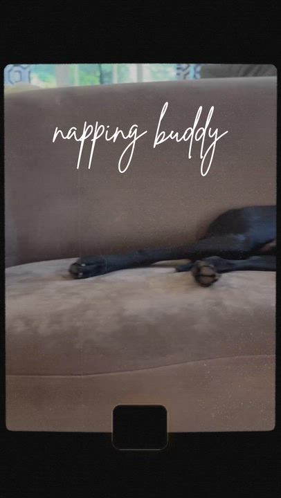 Enlarge Mr Birdie, a Adoptable mixed breed in Alexandria, VA video 5/6