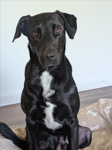 CLYDE, Adoptable, Young Male Labrador Retriever & Mixed Breed.