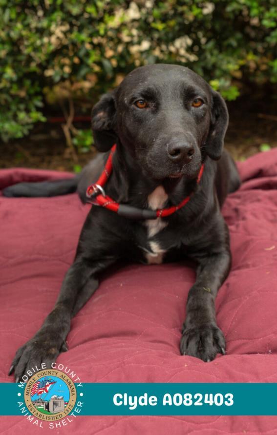 CLYDE, Adoptable, Young Male Labrador Retriever & Mixed Breed.