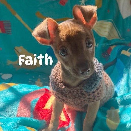 Enlarge Faith, a Adopted mixed breed in Fort Mill, SC image 3/6