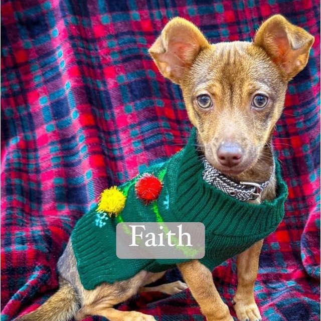 Enlarge Faith, a Adopted mixed breed in Fort Mill, SC image 2/6