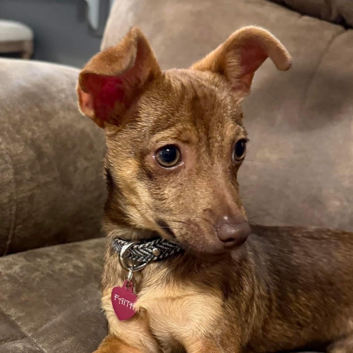 Faith, Adopted, Young Female Chihuahua.