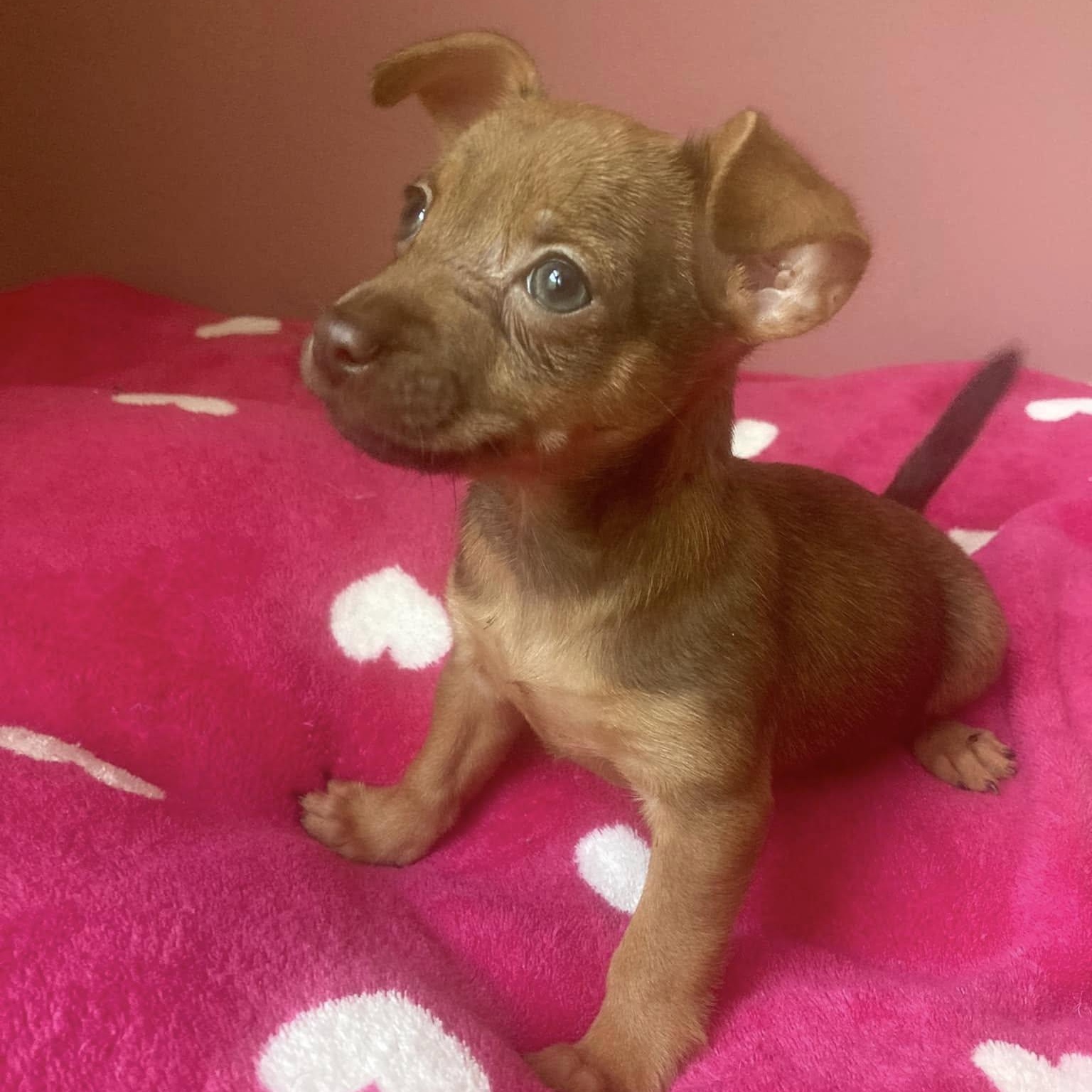 Enlarge Faith, a Adopted mixed breed in Fort Mill, SC image 5/6