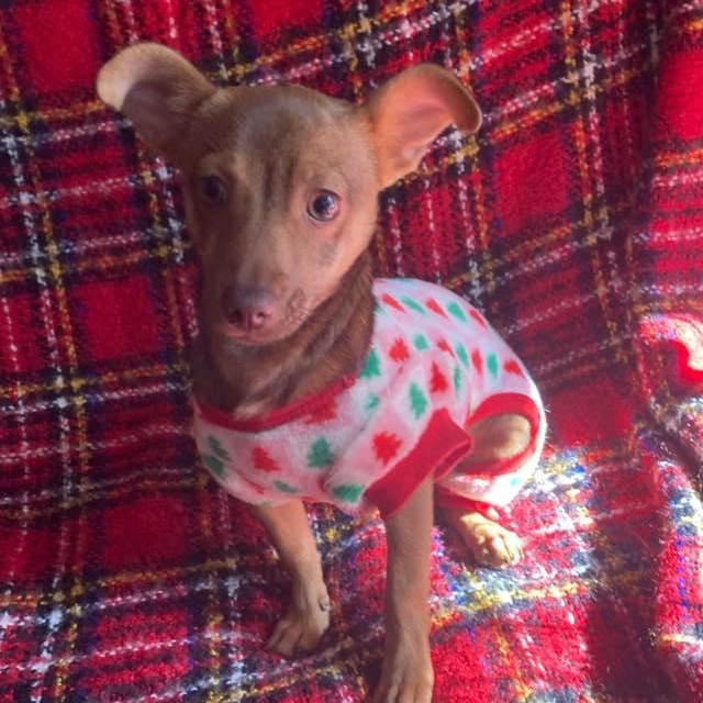 Enlarge Faith, a Adopted mixed breed in Fort Mill, SC image 6/6