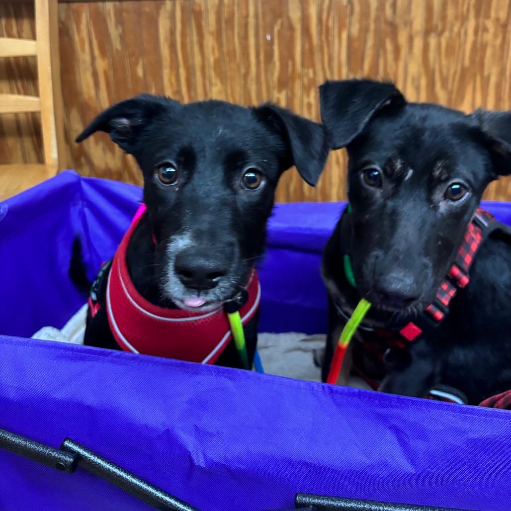 Hazel, Adoptable, Puppy Female Shepherd & Mixed Breed.