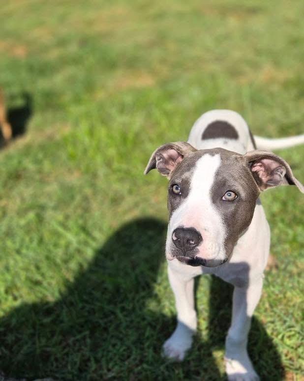 Enlarge Ruby, an adopted mixed breed in Louisville, KY image 3/5