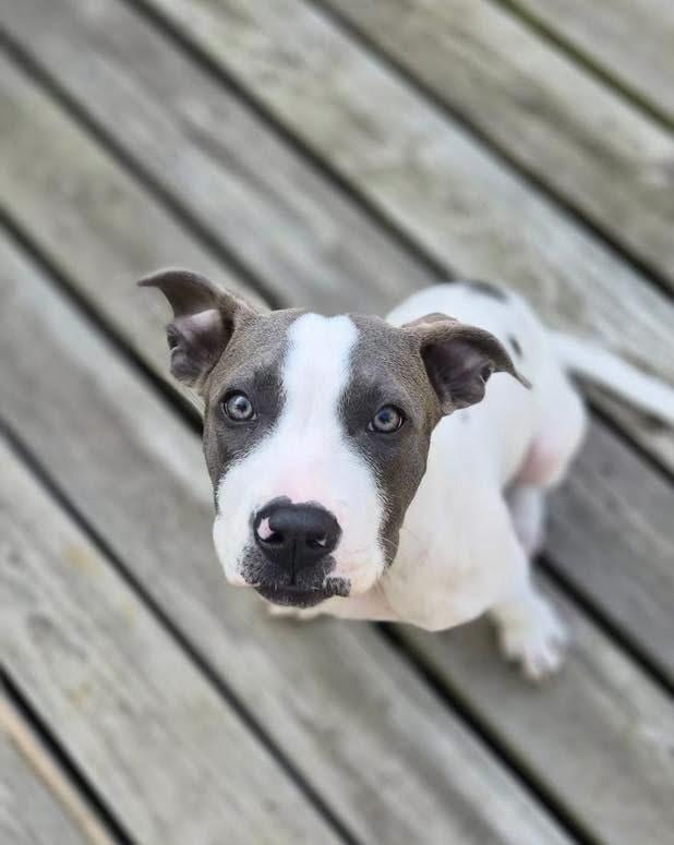 Enlarge Ruby, an adopted mixed breed in Louisville, KY image 2/5