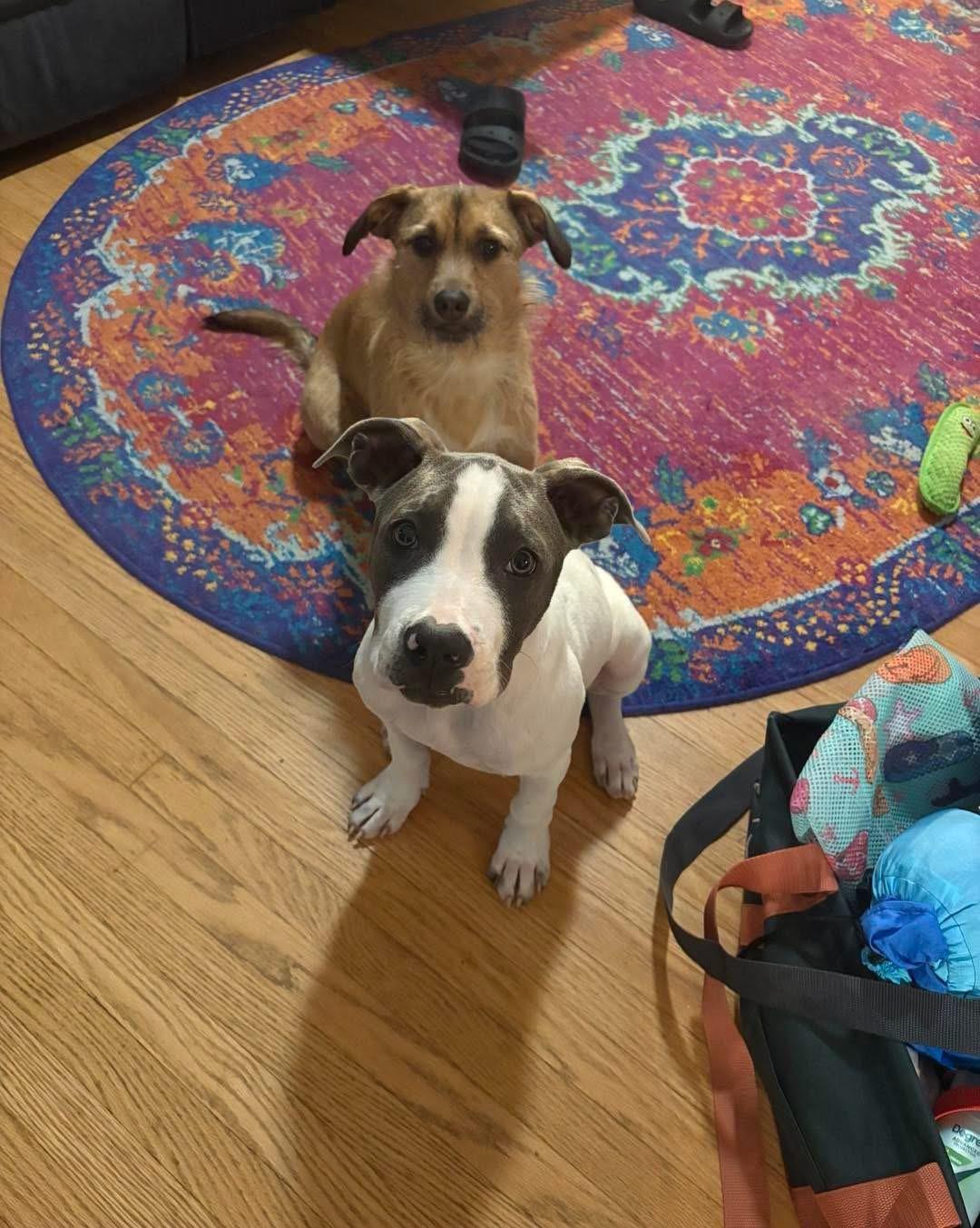 Enlarge Ruby, an adopted mixed breed in Louisville, KY image 4/5