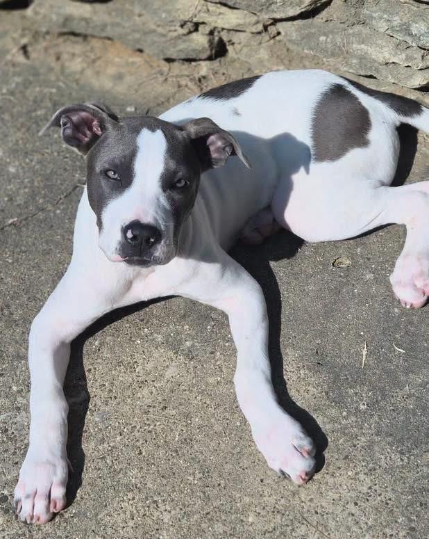 Ruby, adopted, Puppy Female Pit Bull Terrier.