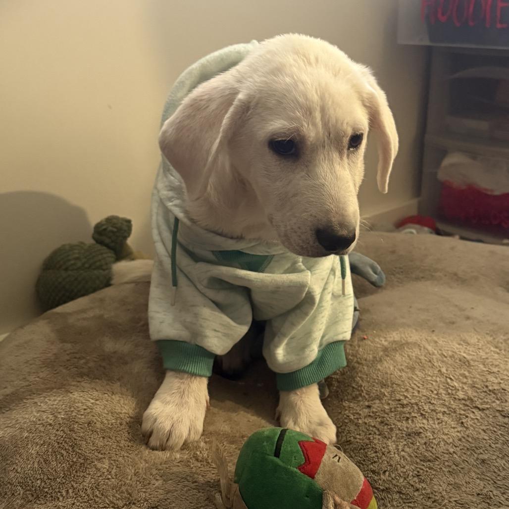 Enlarge Marshmellow , an adopted mixed breed in Berthoud, CO image 2/2