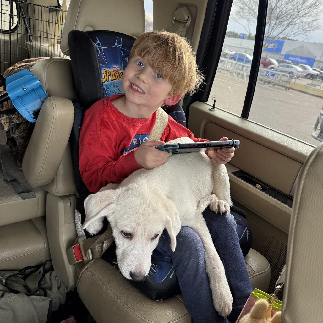 Marshmellow , adopted, Puppy Female Golden Retriever & Labrador Retriever.