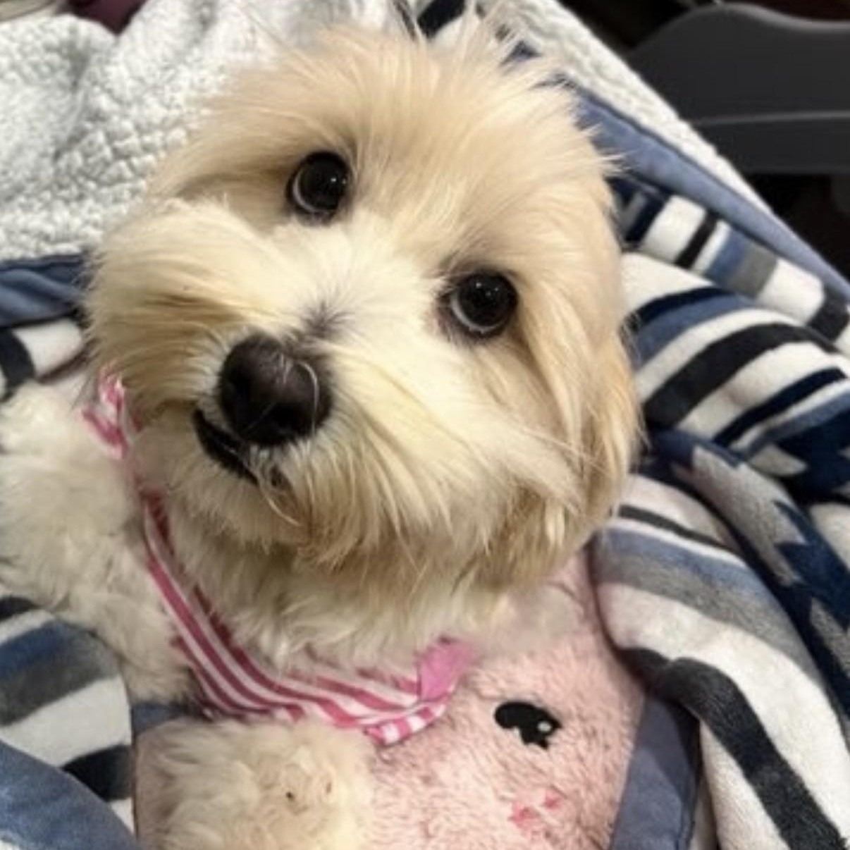Winnie, ADOPTABLE, Adult Female Maltese & Poodle.