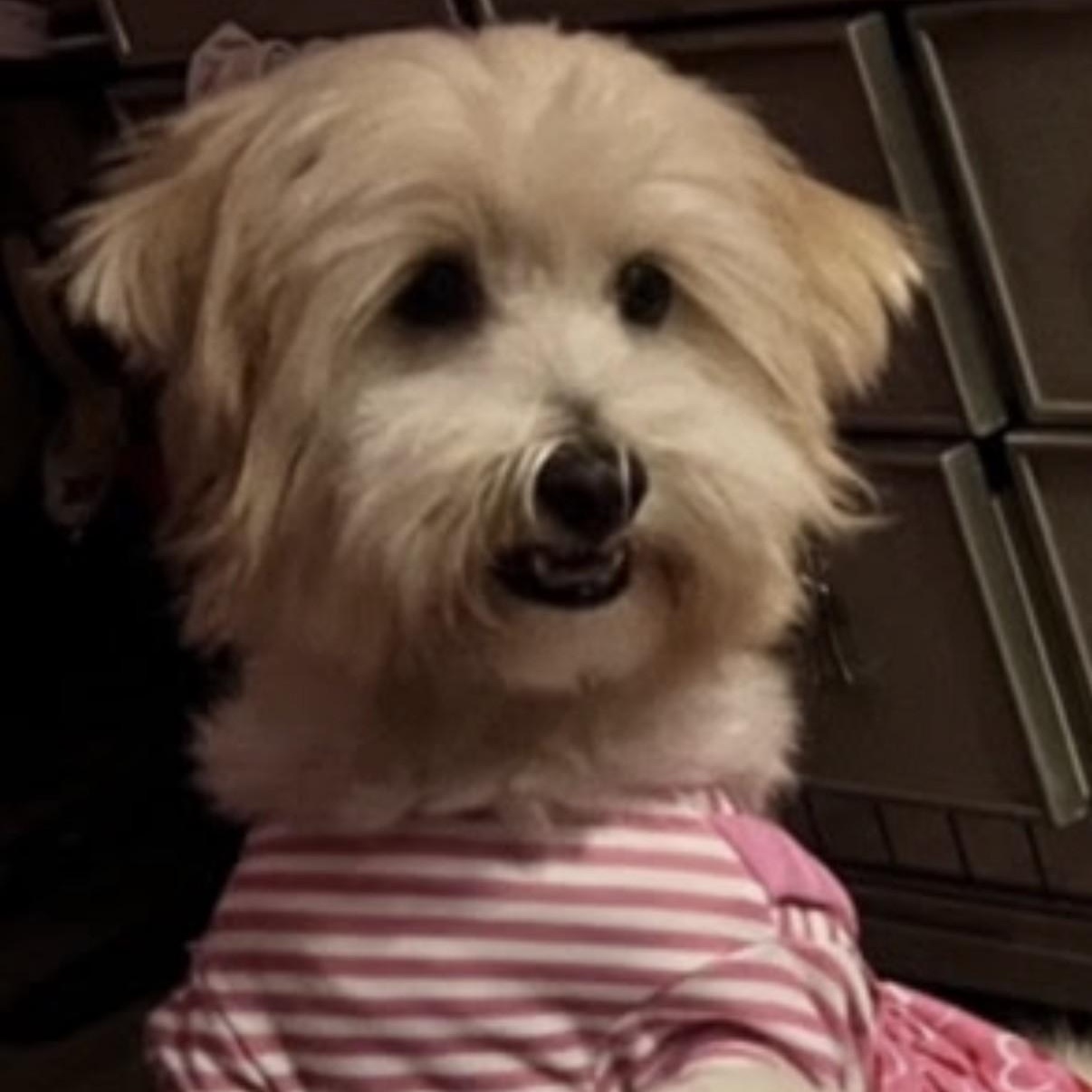 Enlarge Winnie, a ADOPTABLE mixed breed in Boca Raton, FL image 2/6