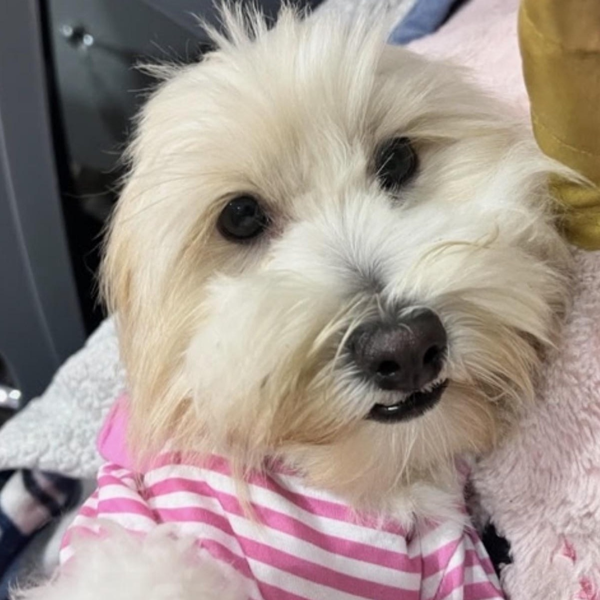 Enlarge Winnie, a ADOPTABLE mixed breed in Boca Raton, FL image 3/6