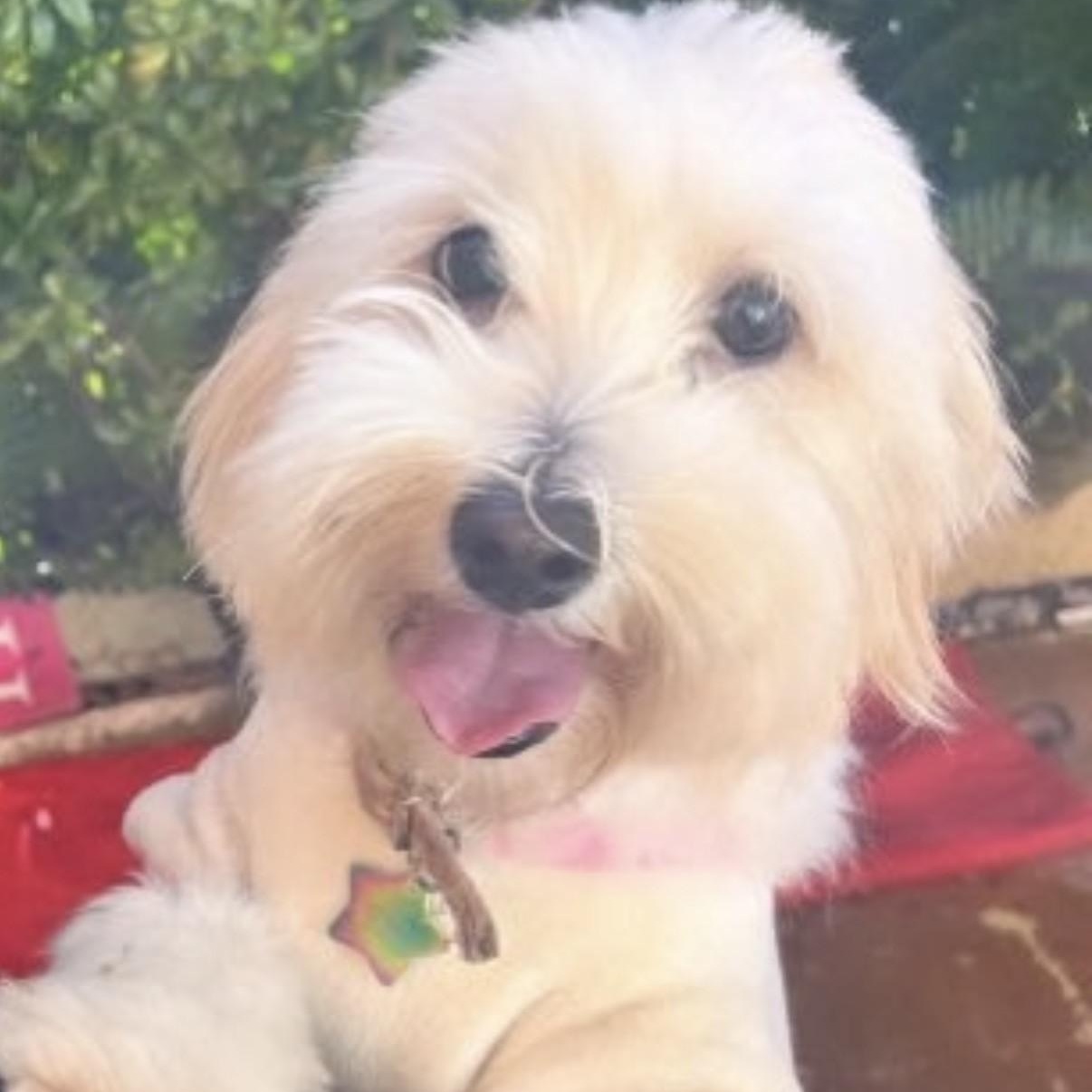 Enlarge Winnie, a ADOPTABLE mixed breed in Boca Raton, FL image 4/6