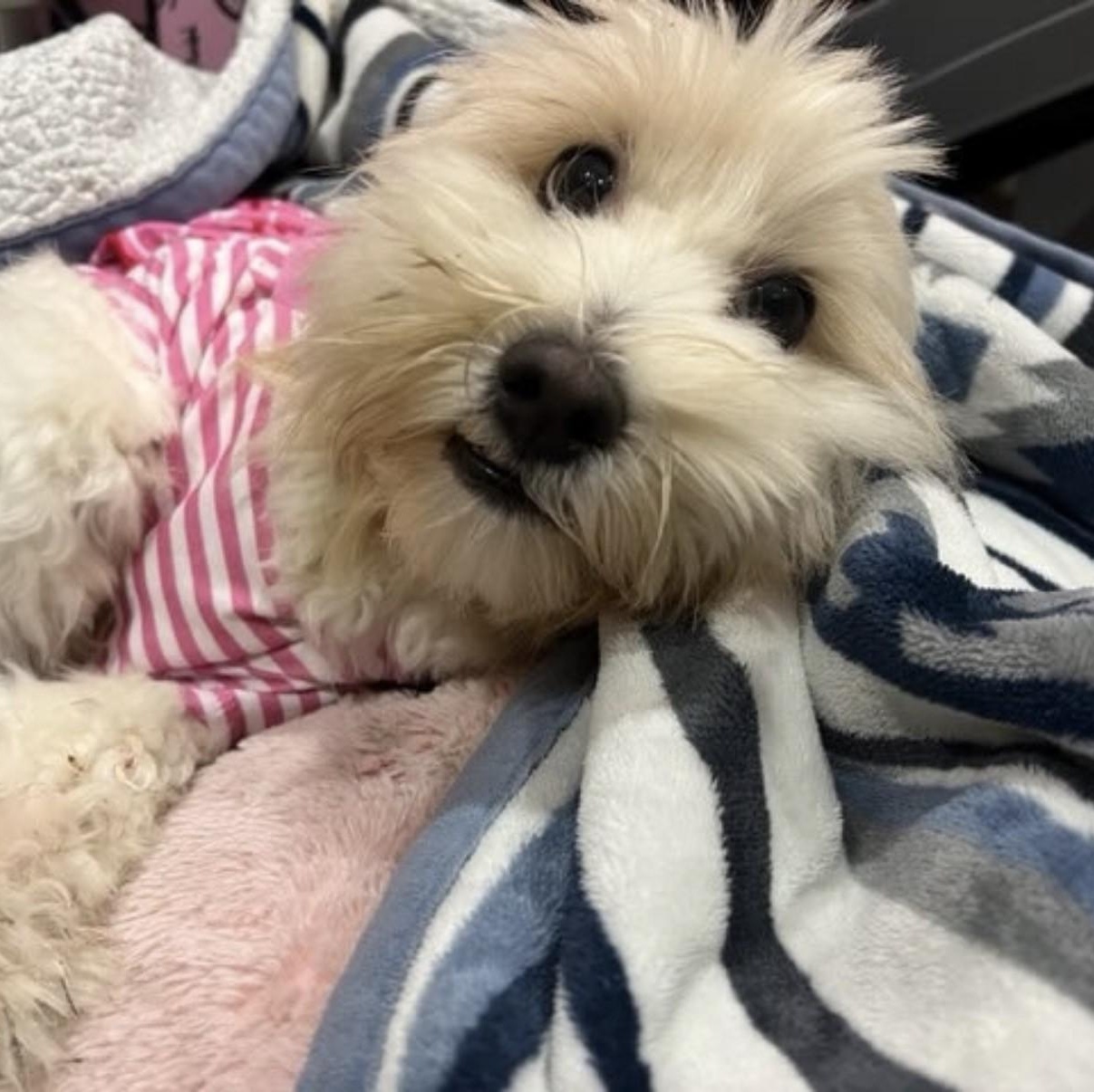 Enlarge Winnie, a ADOPTABLE mixed breed in Boca Raton, FL image 5/6