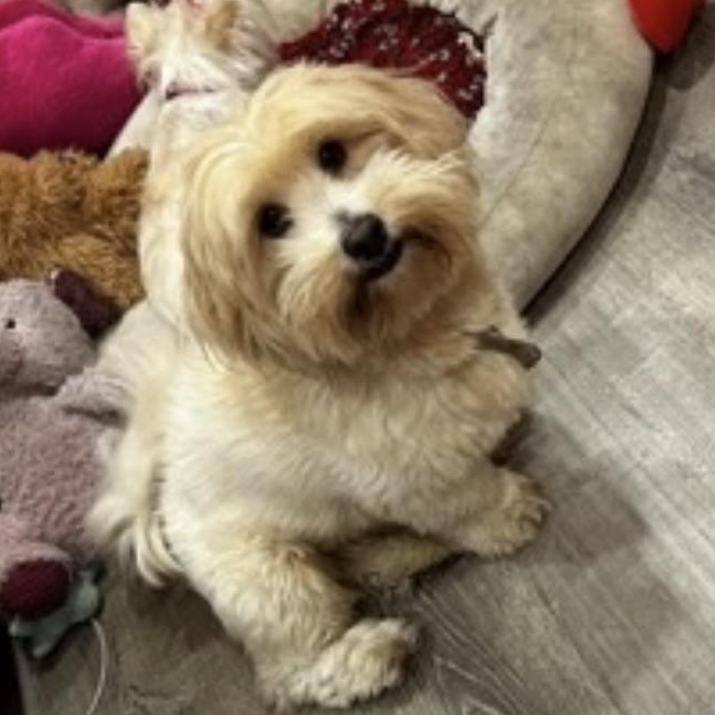 Enlarge Winnie, a ADOPTABLE mixed breed in Boca Raton, FL image 6/6