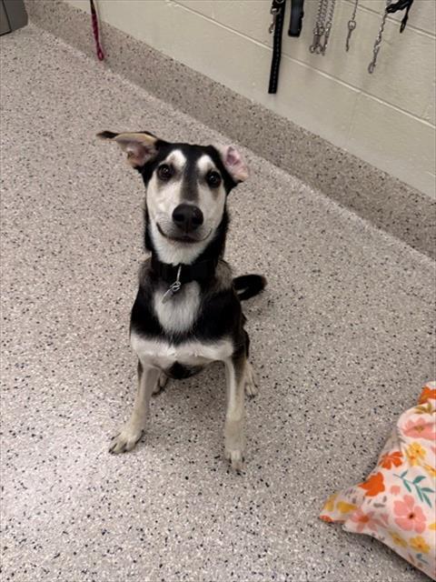 Enlarge MAX, a Adoptable mixed breed in Brighton, CO image 1/1