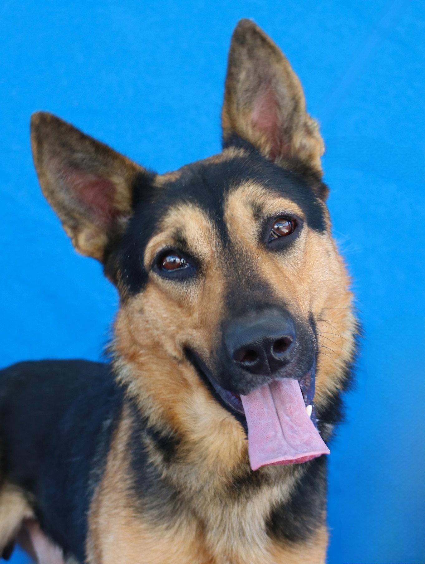 Enlarge BLACKIE, a Adoptable German Shepherd Dog in Pasadena, CA image 1/2