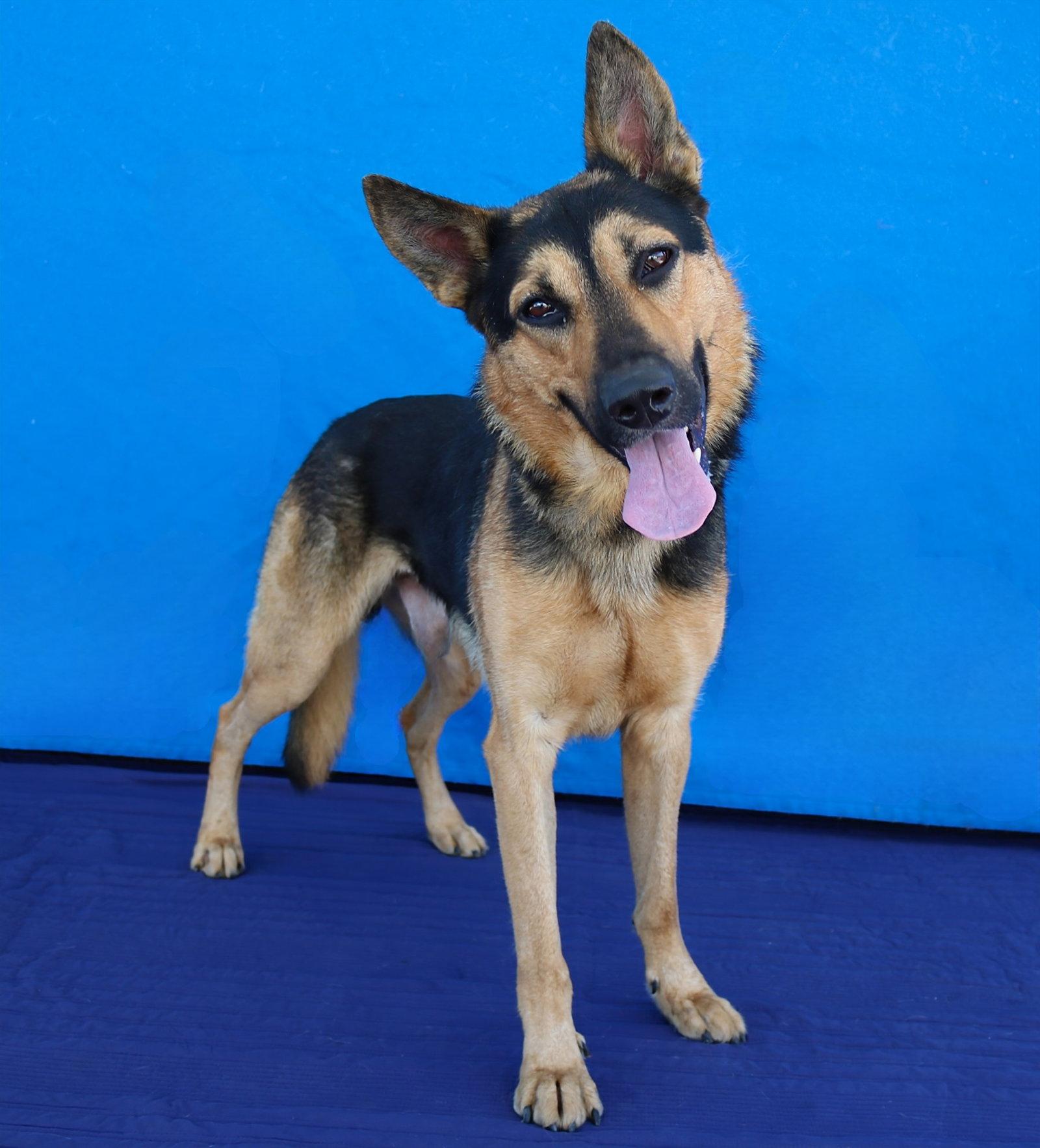Enlarge BLACKIE, a Adoptable German Shepherd Dog in Pasadena, CA image 2/2
