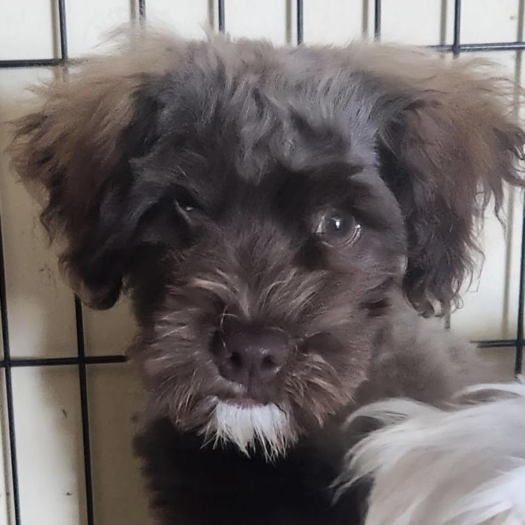 This little cutie was rescued from the park Not sure how Denzel and his brother ended up there but 