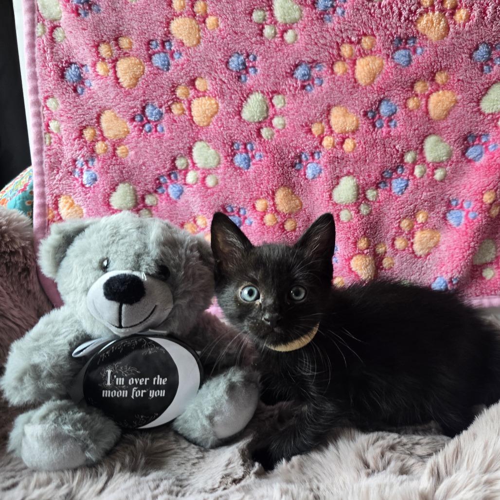 Pillsbury, a Adoptable Domestic Short Hair in Spokane, WA image 1/2