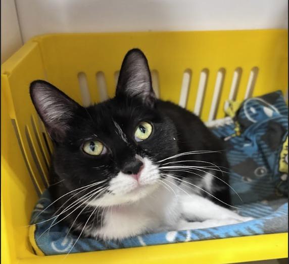 Enlarge Mrs Meyers, a Adoptable mixed breed in Powell, OH image 2/2
